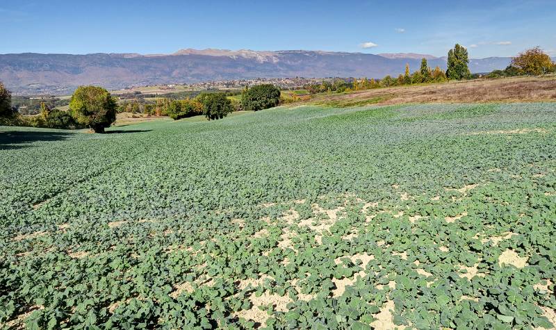 Die Hügelkette am Horizont sind voraussichtlich Crete de la Neige und