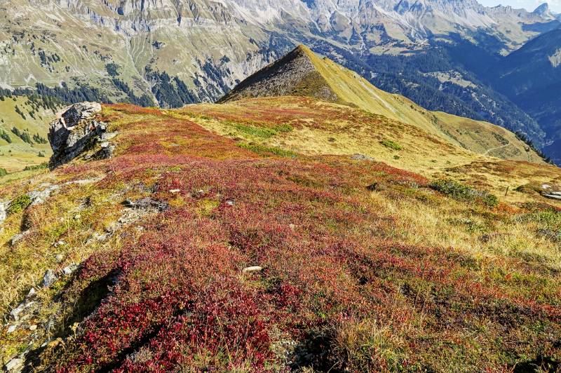 Farbige Herbstwiesen