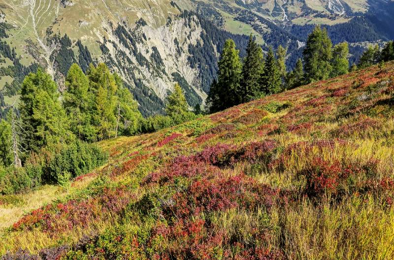 Schöner, farbiger Hang in Herbstfarben