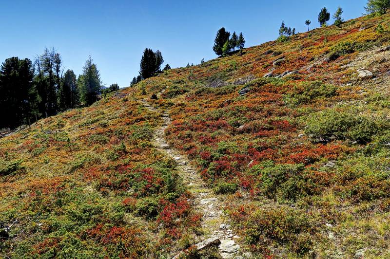 Blaubeeren Stauden sind bereits in Herbst-Farben