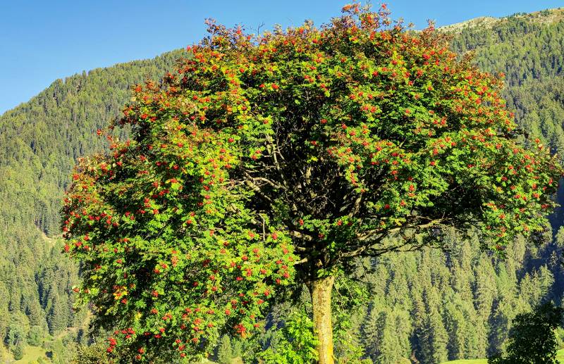 Baum mit roten Vogelbeeren