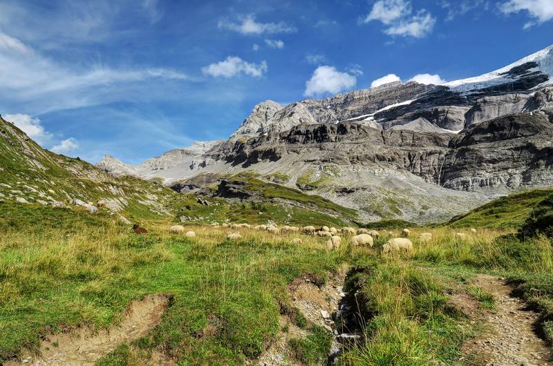 Die Schafherde auf dem Weg zur Hütte