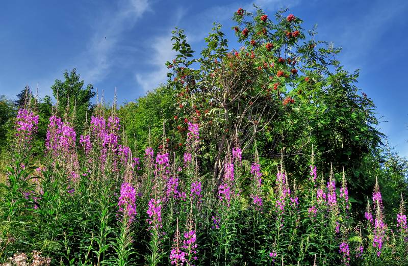 Blumen und Vogelbeeren