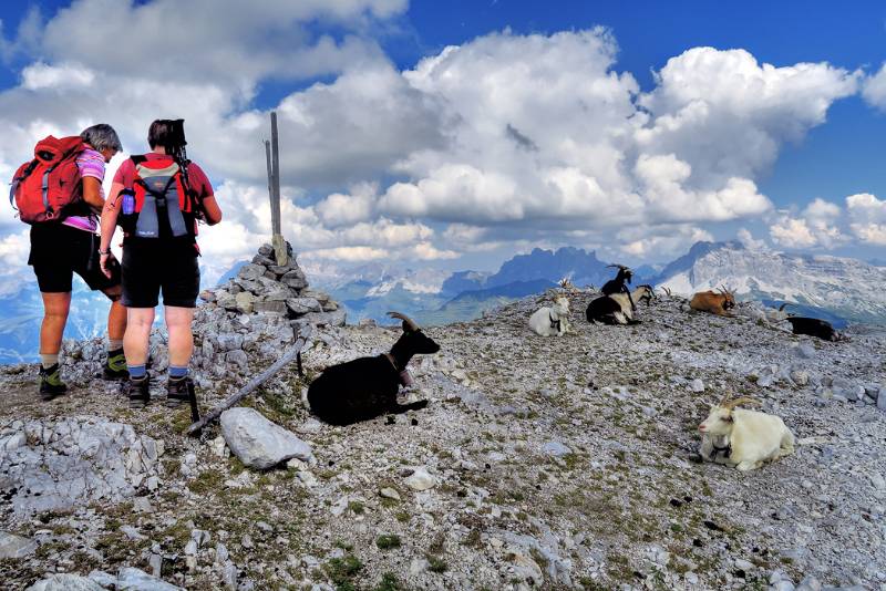 Es scheint Rätschenhorn ist auch ein beliebtes Ausflugziel für Ziegen