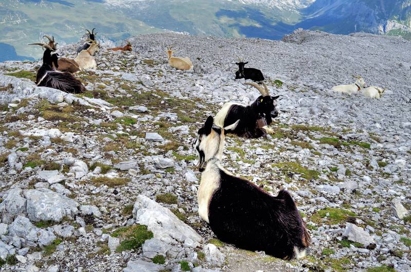 Pause auf dem Rätschenhorn