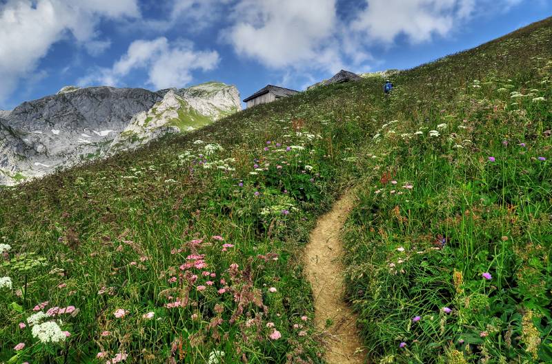 Erstaunlich üppige Pflanzen auf ca. 2000 m in der Nähe von