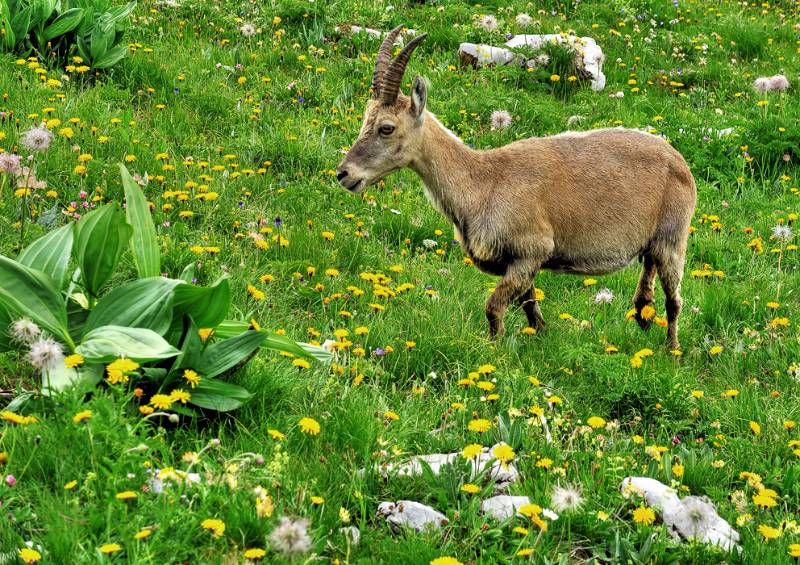 Zutraulicher Steinbock (weiblicher Steinbock?)