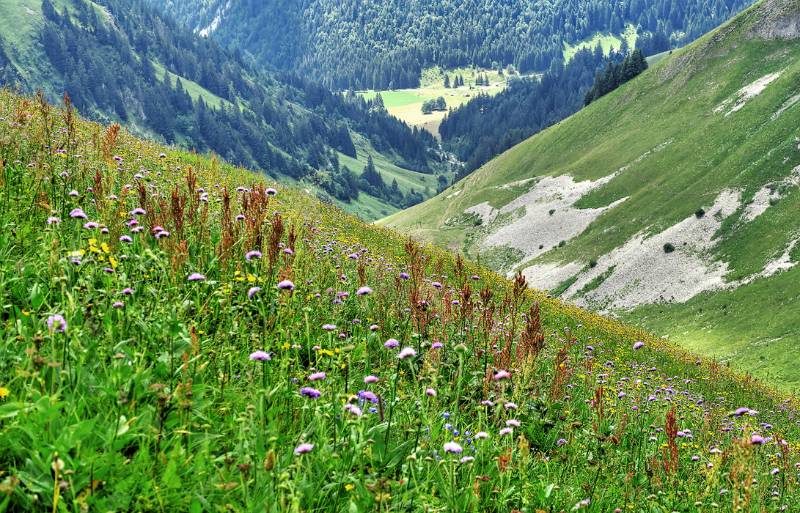 Beeindruckend farbige Wiesen