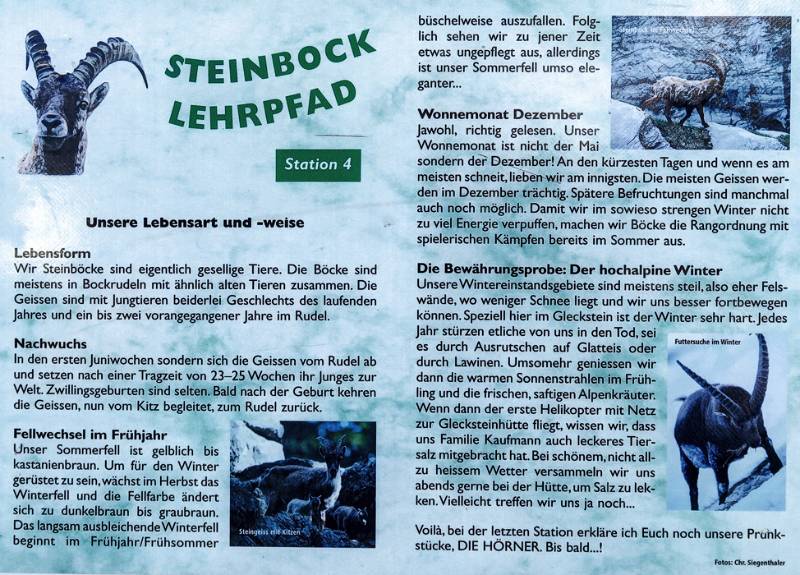 In der Pause kann man interessante Information über Steinböcke lesen