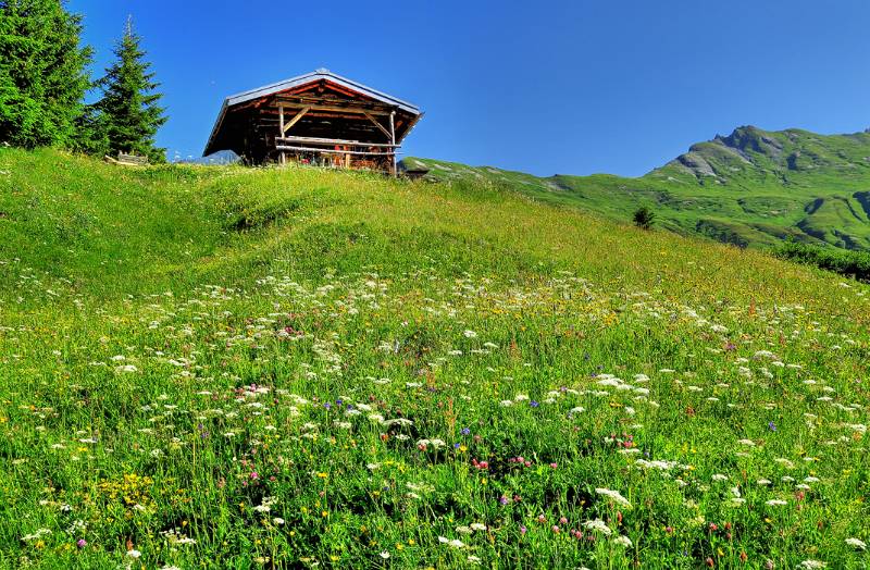 Farbige Blumenwiesen im Aufstieg