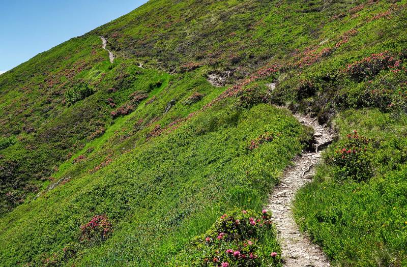 Alpenrosen-Wanderweg Langchälengrättli hinauf