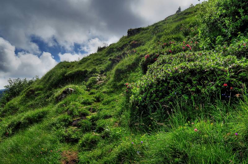 Üppige Wiesen und Alpenrosen entlang des Wanderwegs