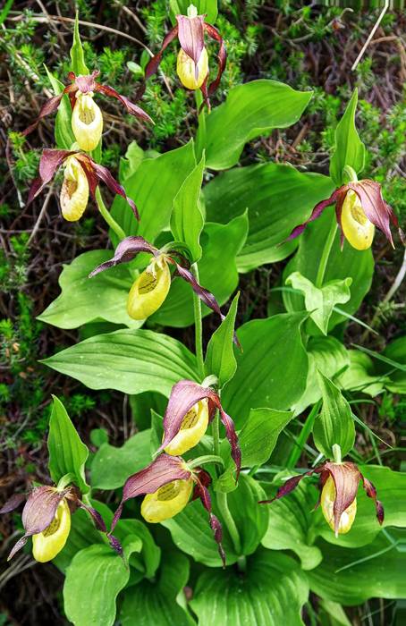 Die schönen Frauenschuh-Orchideen auch nicht fehlen