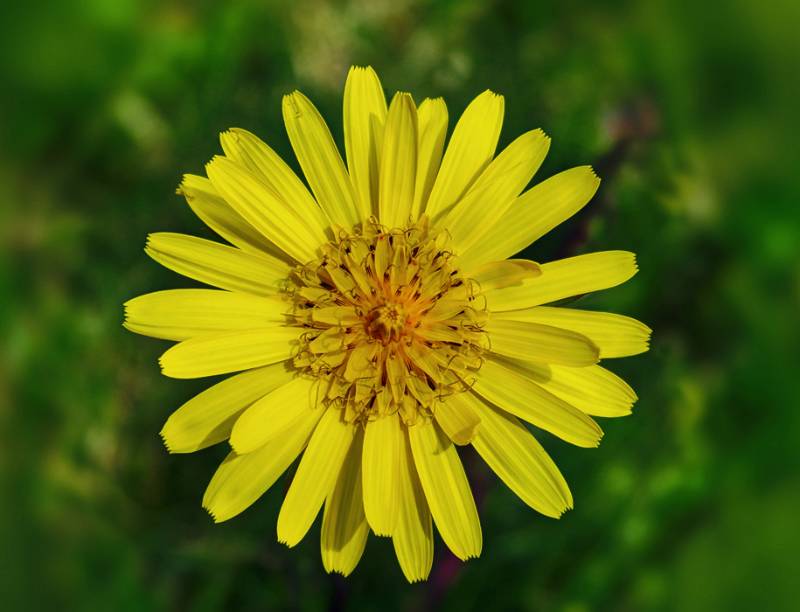 Immer wieder Blumen unterwegs