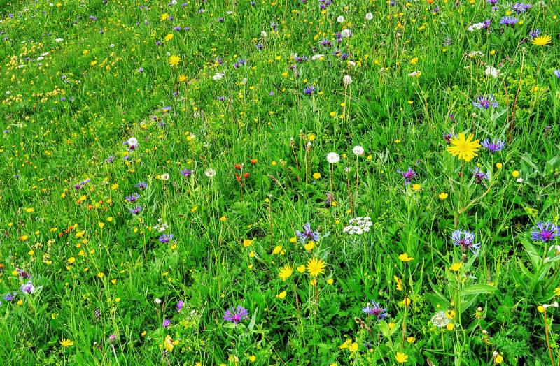 Bunte Frühlingswiesen auf dem Gipen