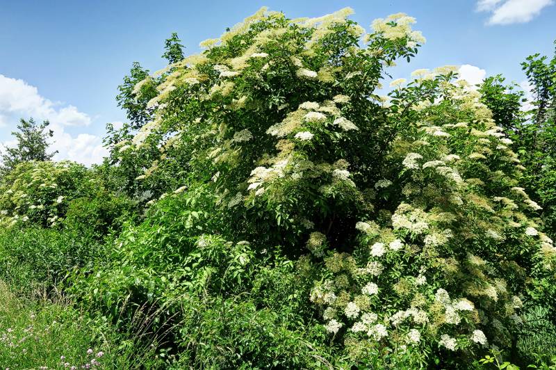 Üppige Vegetation entlang dem Ufer