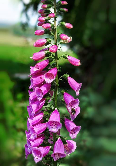 Schöne Blumen in der Umgebung der Grotte