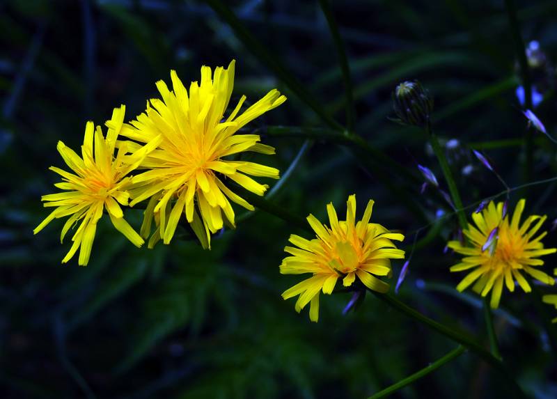 Ein paar Blumen von unterwegs