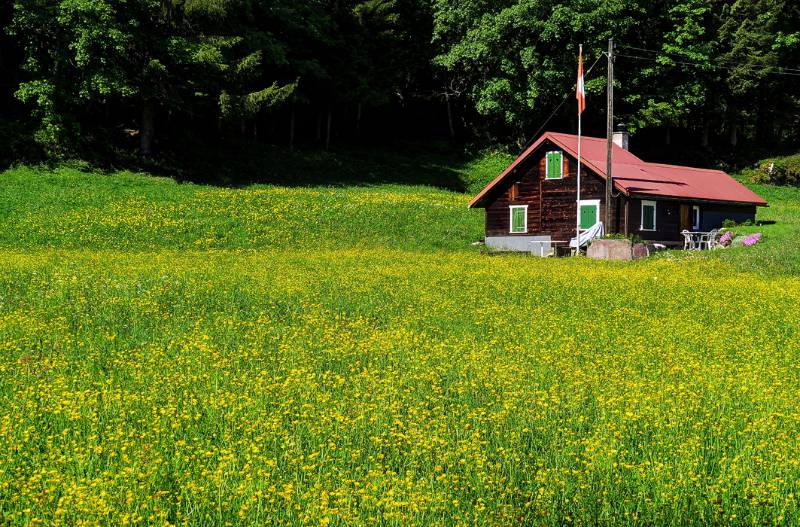 Das Haus in der prächtigen Blumenwiese