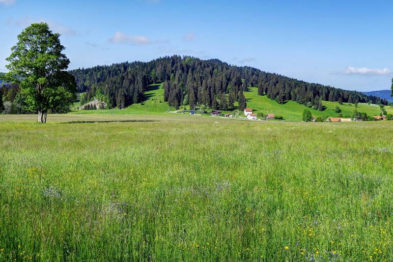 Prächtige Wiesen bestimmen in dieser Jahreszeit die Jura-Landschaft