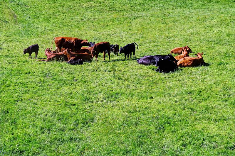 Kurze Wiederkaupause in Rot und Schwarz