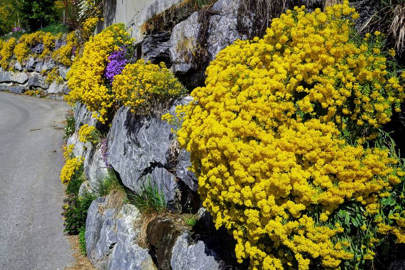 Schöne Blumen in der Steinmauer