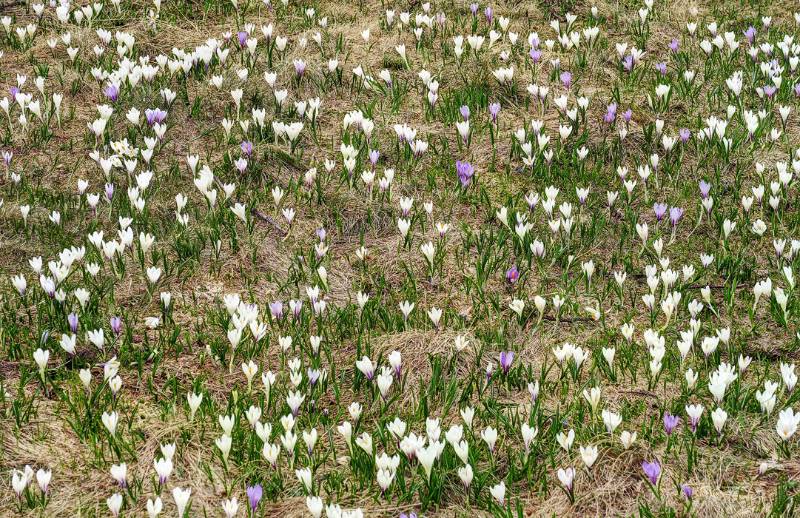 Immer wieder an Krokus-Wiesen vorbei