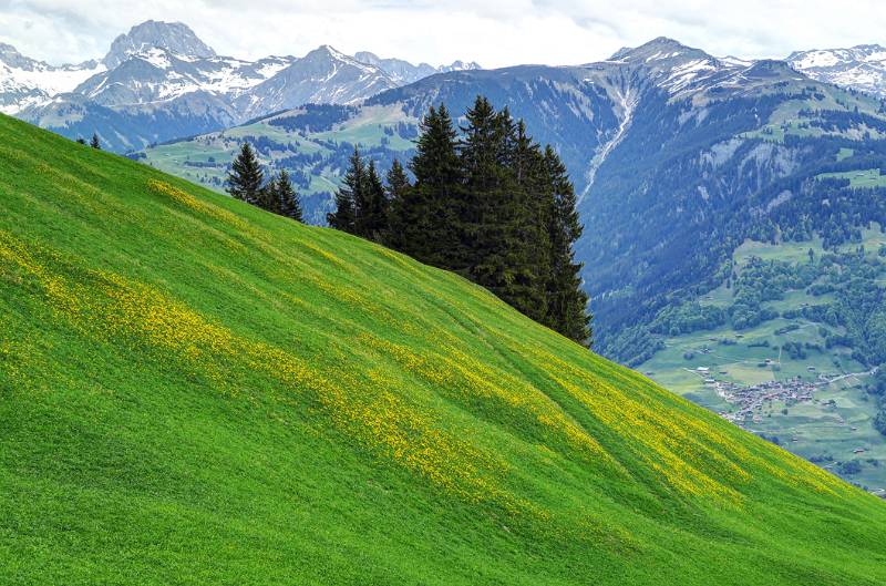 Die grünen Hänge sind mit Löwenzahn geschmückt