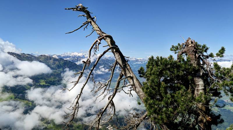 190623-Wanderung-Stanserhorn_6821_2_3