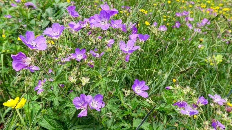 190623-Wanderung-Stanserhorn_6890_1_2