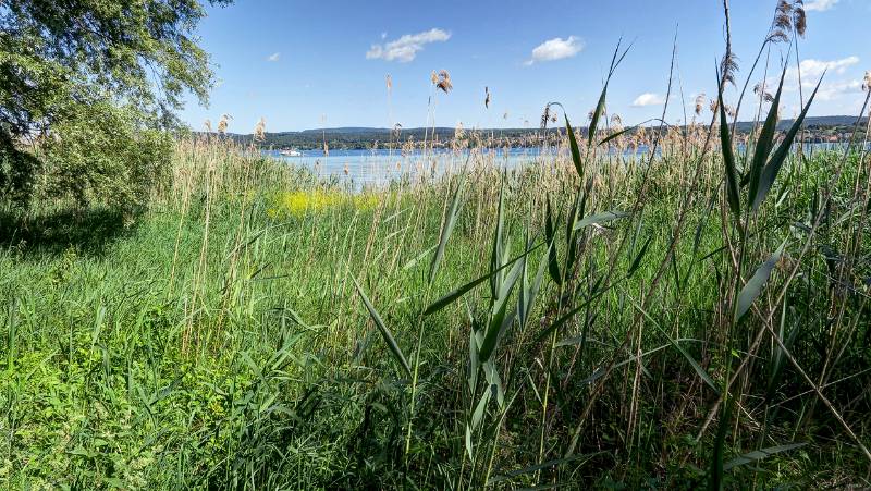 190608-Wanderung-Insel-Reichenau_6539_40_41