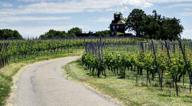 190608-Wanderung-Insel-Reichenau_6554_5_6