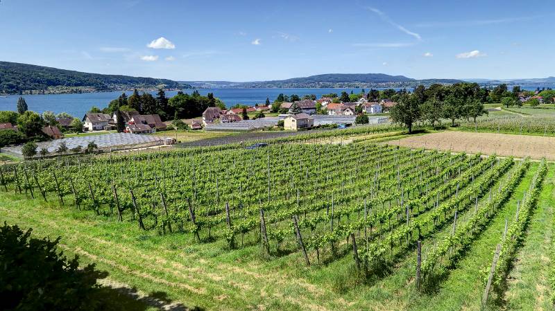 190608-Wanderung-Insel-Reichenau_6557_8_9