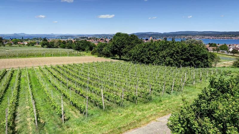 190608-Wanderung-Insel-Reichenau_6560_1_2