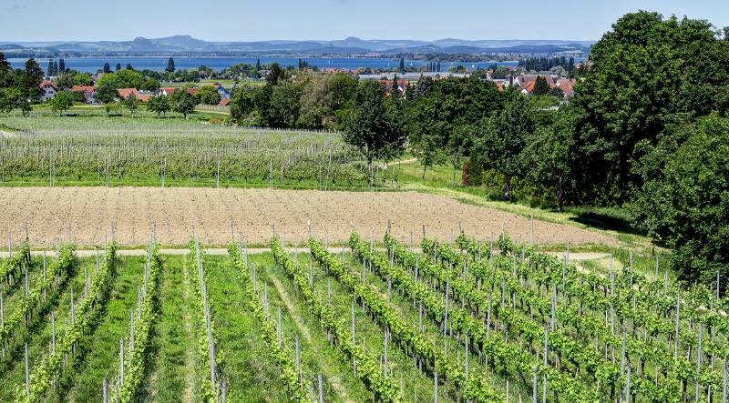 190608-Wanderung-Insel-Reichenau_6563_4_5