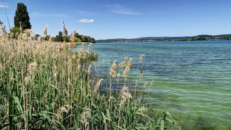 190608-Wanderung-Insel-Reichenau_6587_8_9