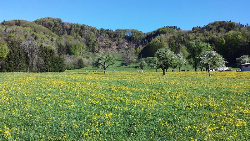 190425-Wanderung-Albishorn-Tuerlersee-100823