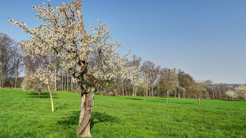 190412-Wanderung-Schloss-Wildenstein_6140_1_2