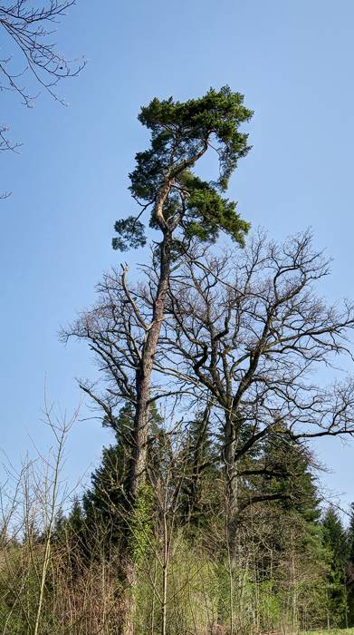 190412-Wanderung-Schloss-Wildenstein_6146_7_8