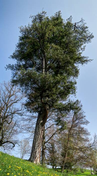 190412-Wanderung-Schloss-Wildenstein_6164_5_6