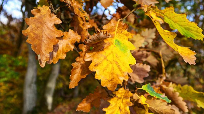 Die Farben sind von Grün bis zu dunkel Braun