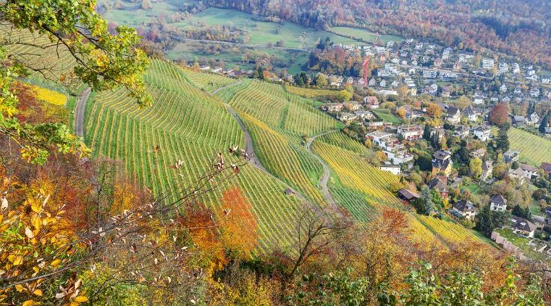 Blick auf Rebhang