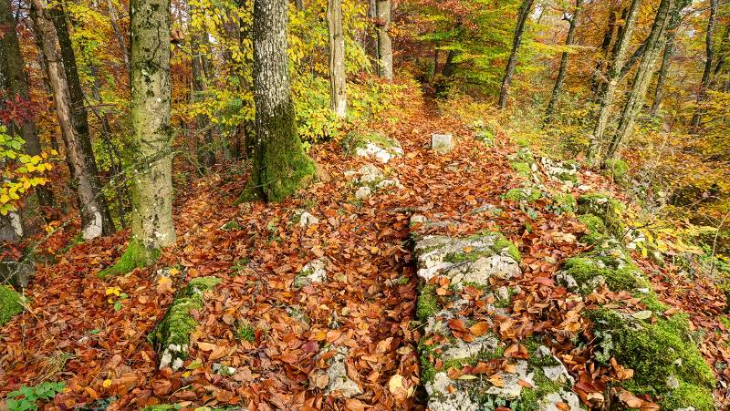 Schöner Wanderweg im Wald