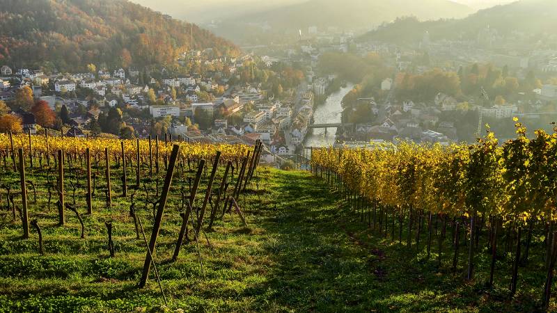 Rebfelder oberhalb von Baden