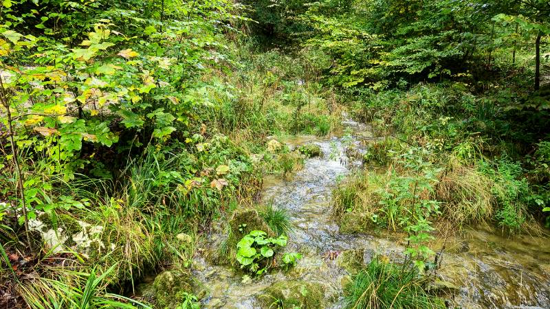 Schöner Bach im Grünen