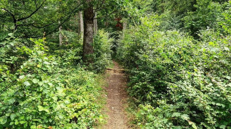 Meistens die Route verläuft auf dem bequemen Wanderweg im Wald