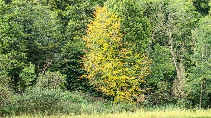 210928-Wanderung-hausen-hasenberg-egelsee-hausen_8025_6_7