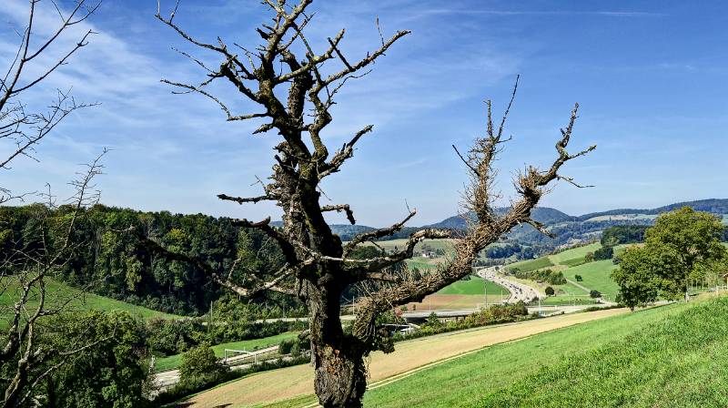 Image Wanderung Linn-Effingen-Roemerweg-Linn