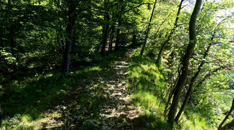 Wanderweg im schattigen Wald