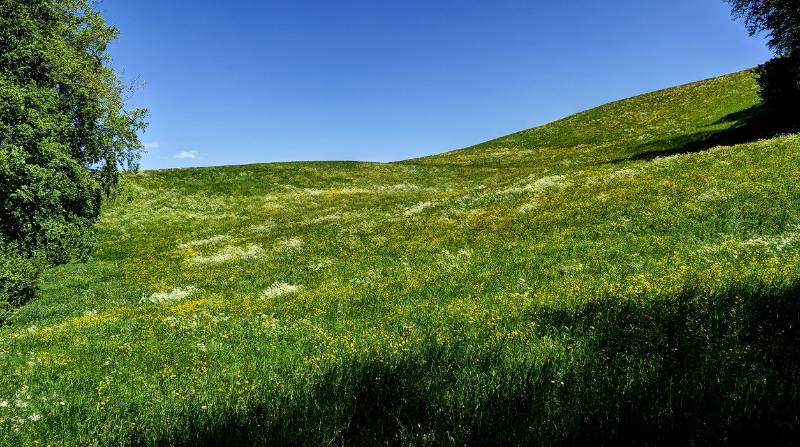 Bunte Wiesen auf dem Balsthaler Roggen